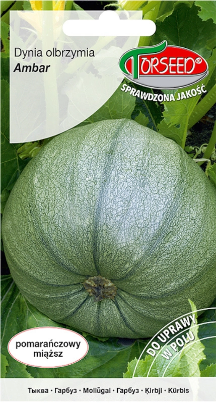 Torseed dynia olbrzymia Amber nasiona 2 sklep rajogrodnika